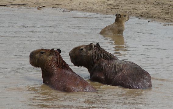 Image of Capybara