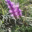 Image of <i>Liatris punctata</i>
