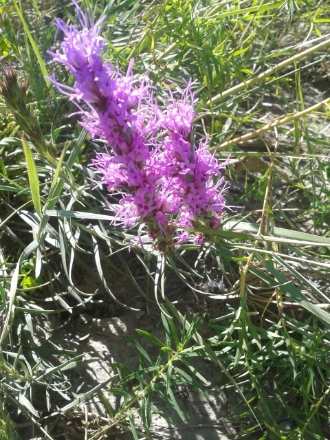 Image of <i>Liatris punctata</i>
