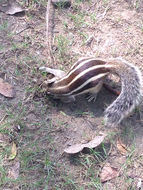 Image of Five-striped Palm Squirrel