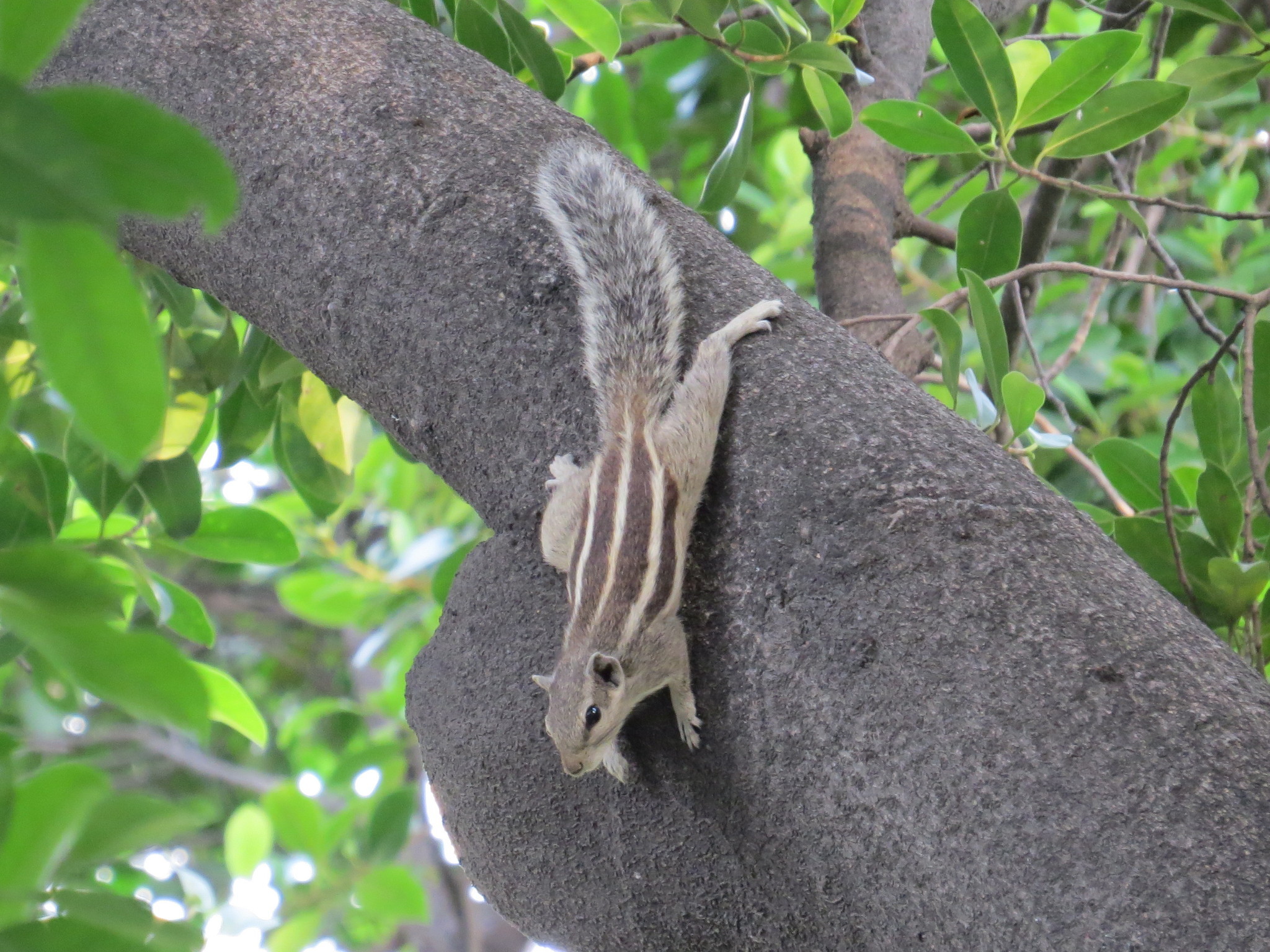Image of Five-striped Palm Squirrel