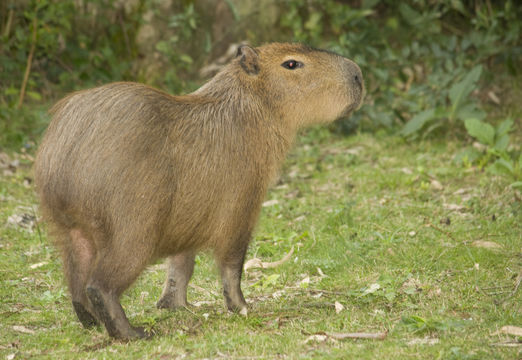 18.https www inaturalist org photos 1111185.580x360