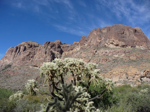 Image of <i>Cylindropuntia fulgida</i>