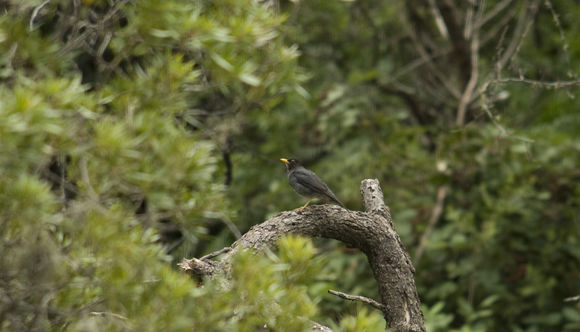 Image of Andean Slaty Thrush