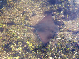 Image of Bat ray
