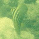 Image of <i>Zebrasoma velifer</i>