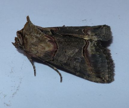 18.https www inaturalist org photos 1113533.580x360