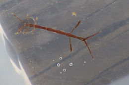 Image of Japanese skeleton shrimp