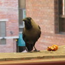 Image of House Crow