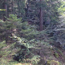 Image of <i>Picea abies</i>