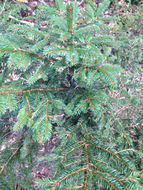 Image of <i>Picea abies</i>