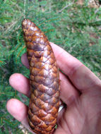 Image of <i>Picea abies</i>