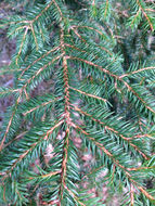 Image of <i>Picea abies</i>