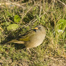 Image of Great pampa-finch