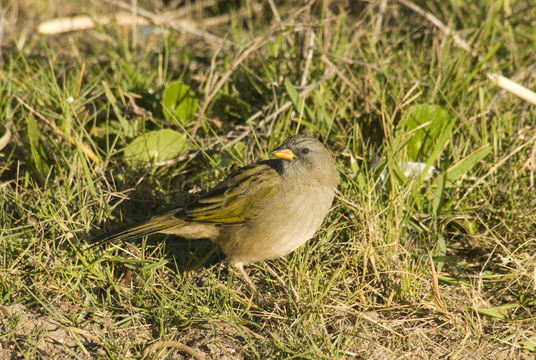 Image of Great pampa-finch