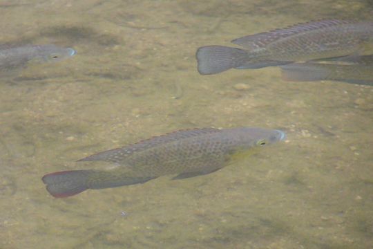 Image of <i>Oreochromis aureus</i> (Steindachner 1864)