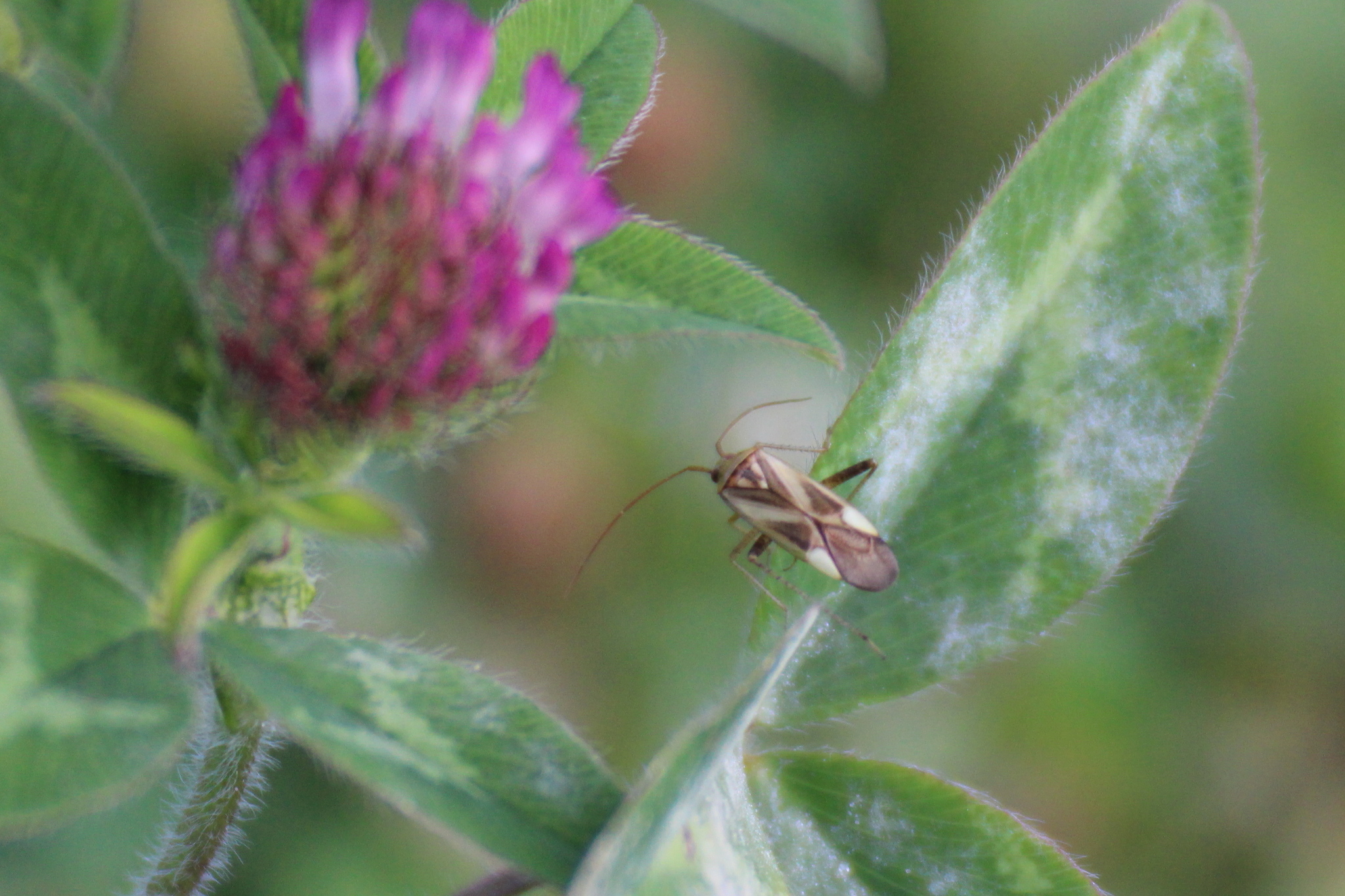 what are the little bugs on my alfalfa plant