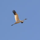 Image of Grus americana (Linnaeus 1758)