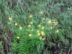 Image of <i>Aquilegia chrysantha</i>