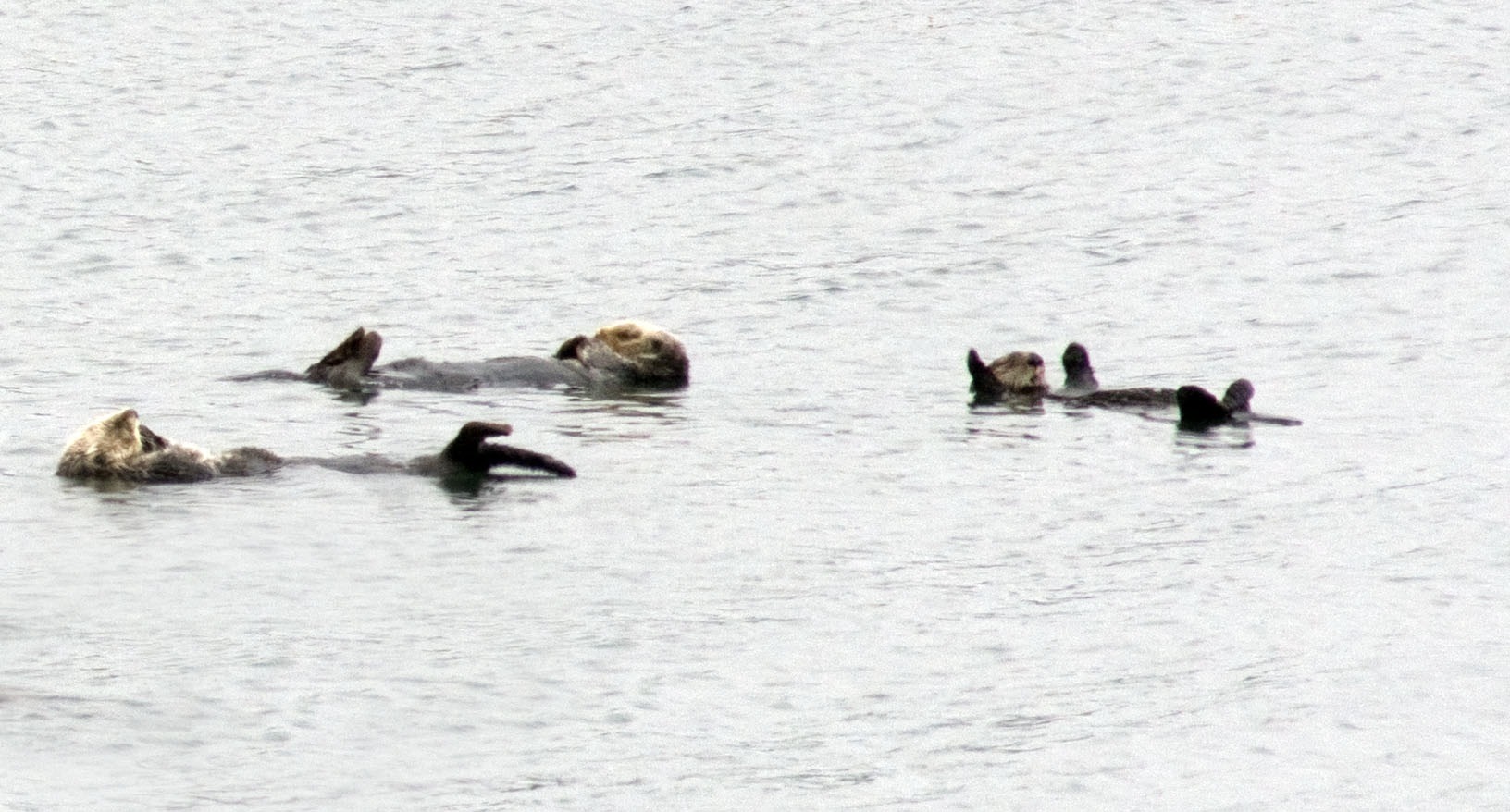 Image of Sea otter