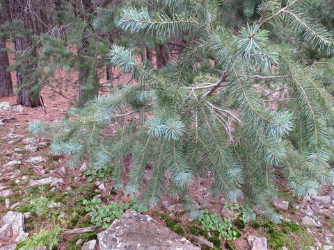 Image of <i>Pseudotsuga menziesii glauca</i>