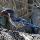 Image of Aphelocoma insularis Henshaw 1886