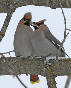 Image of Bohemian waxwing