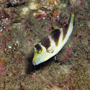 Image of Canthigaster coronata (Vaillant & Sauvage 1875)