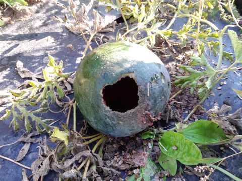 Image of <i>Citrullus lanatus</i>