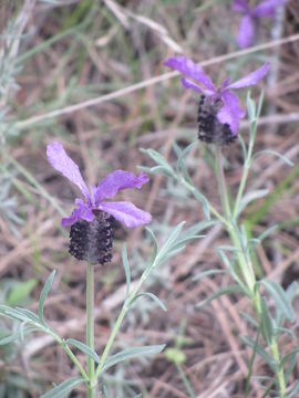 Image of <i>Lavandula stoechas</i>