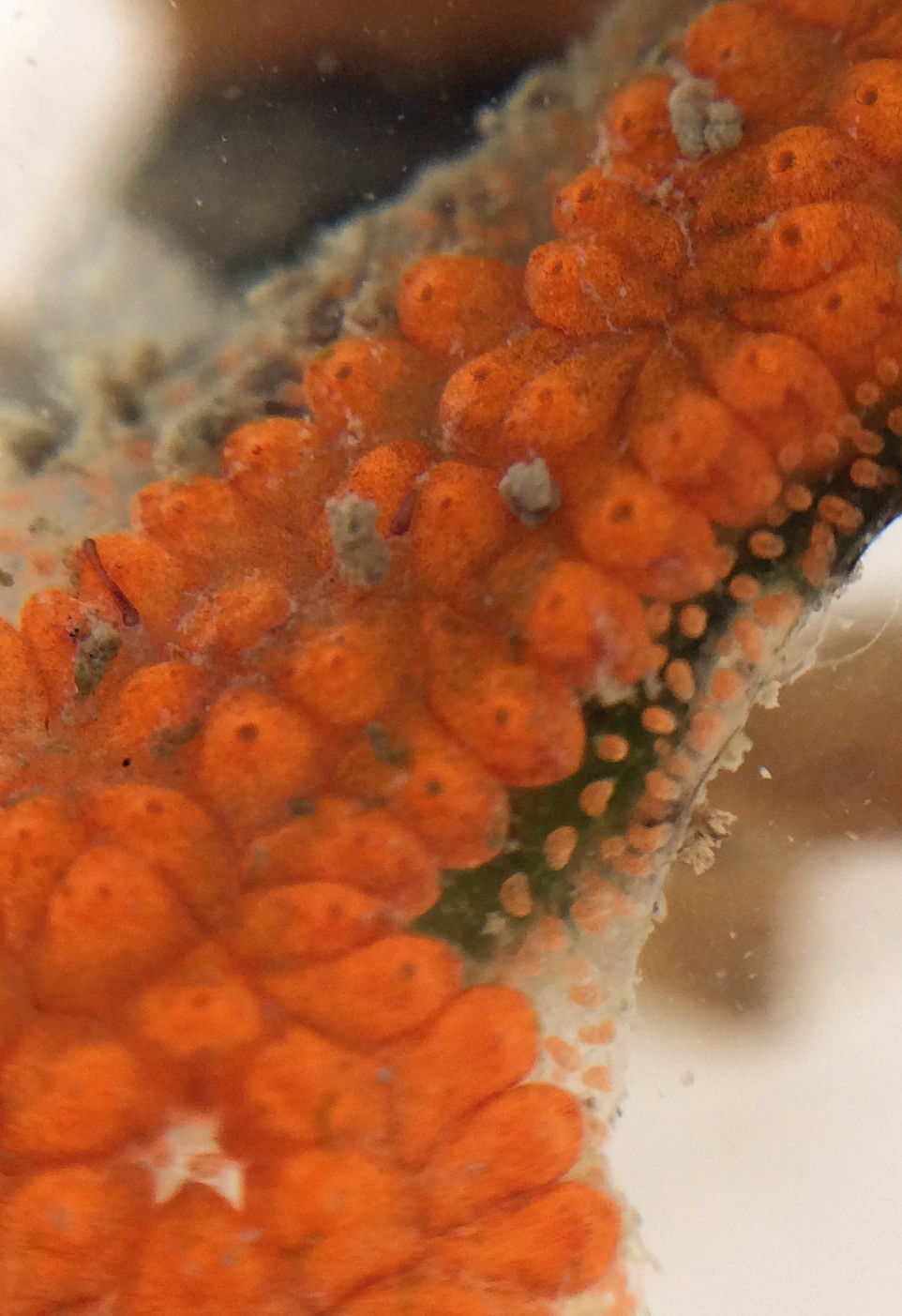 Image of Colonial tunicate