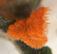 Image of Colonial tunicate