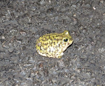 Image of Couch's Spadefoot