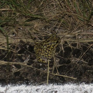 Image of Couch's Spadefoot