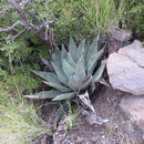 Image of <i>Agave parryi</i>