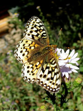 Image of Coronis Fritillary