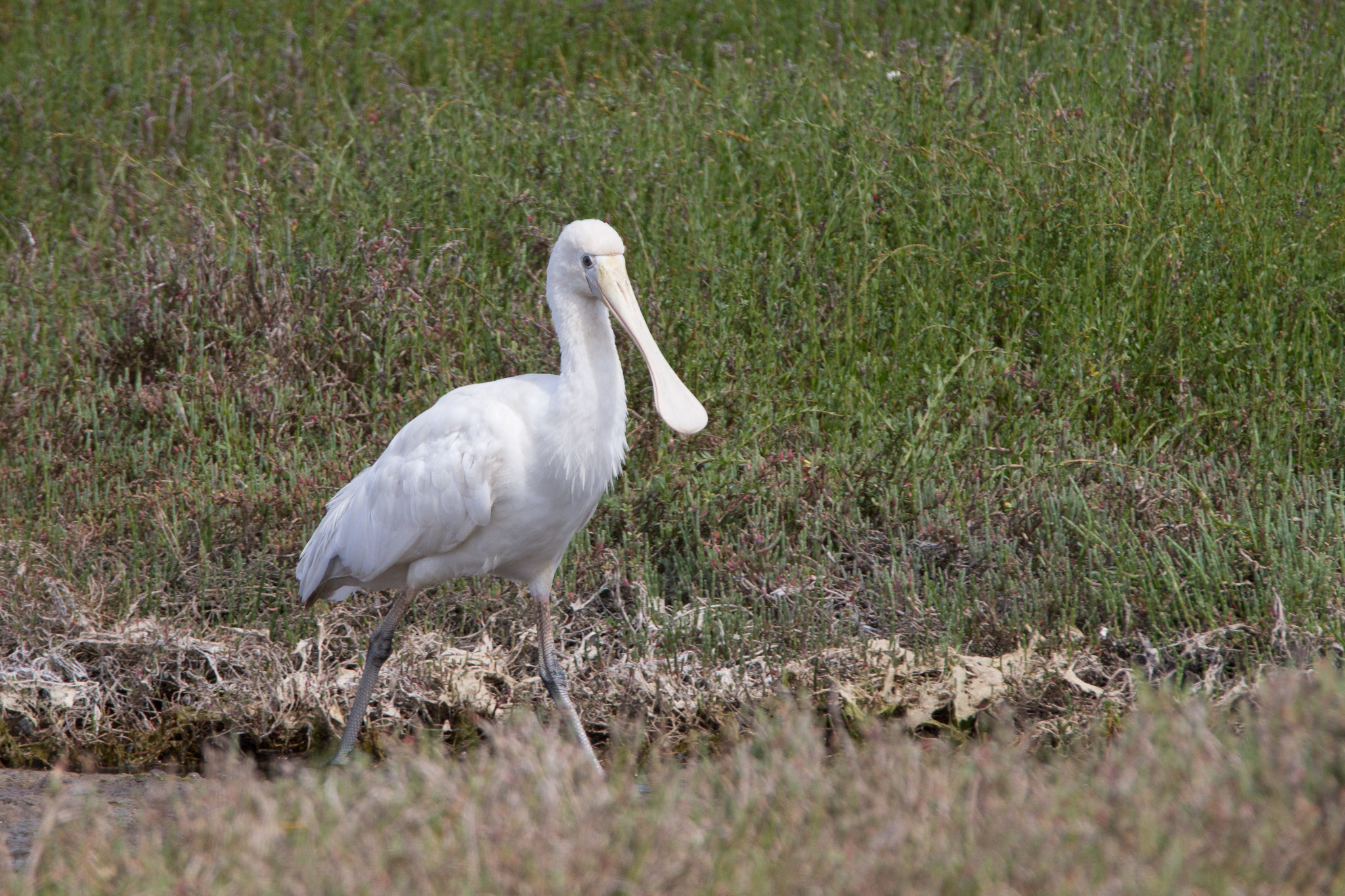 platalea-flavipes-gould-1838-encyclopedia-of-life