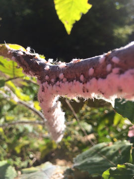 18.https www inaturalist org photos 1123963.580x360