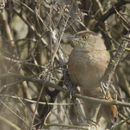 Image of Freckle-breasted Thornbird
