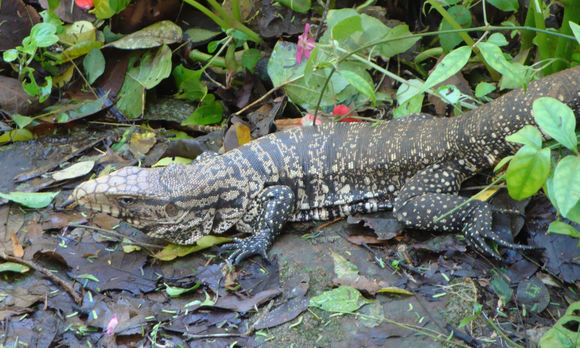18.https www inaturalist org photos 1124301.580x360