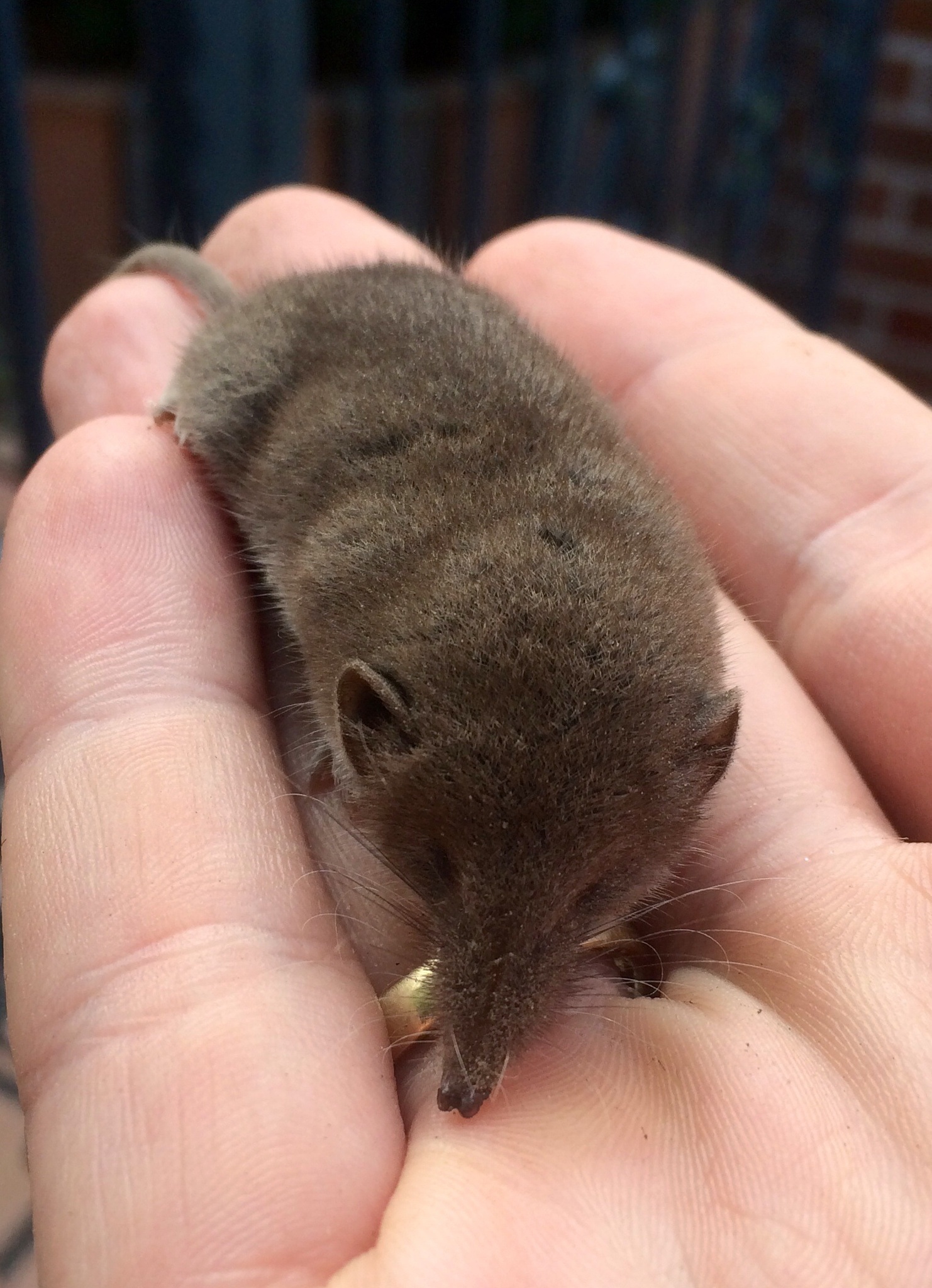 greater-white-toothed-shrew-house-shrew-encyclopedia-of-life