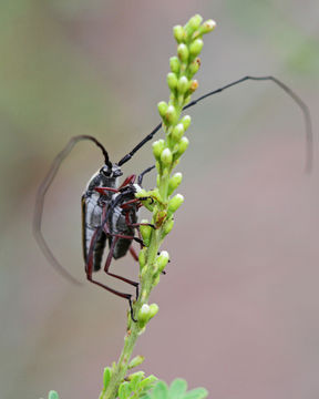 18.https www inaturalist org photos 1124906.580x360