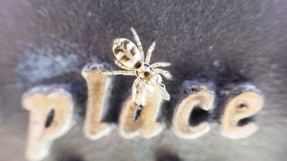 Image of Zebra spider