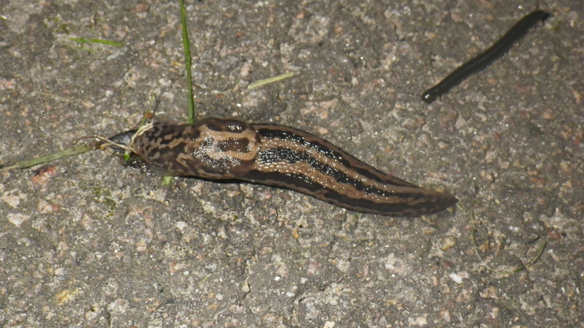 Image of Leopard slug