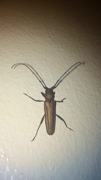 Image of Monkeypod roundheaded borer