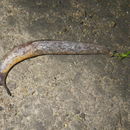Image of Greenhouse slug