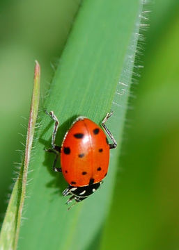 Image of Convergent Lady Beetle
