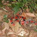 Image of Painted Coral Snake