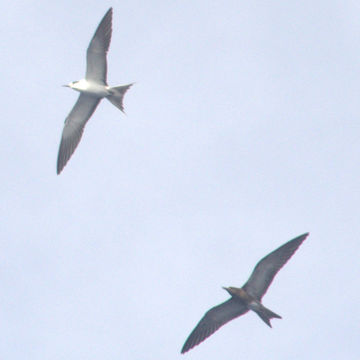 Image of Sooty Tern