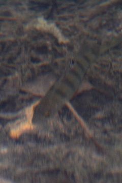 Image of Barsch